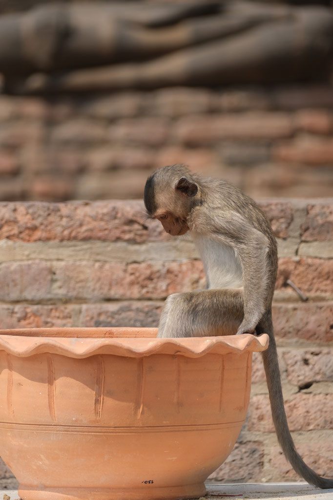 Singe au Phra Prang Sam Yod (temple à Lopburi en Thaïlande)