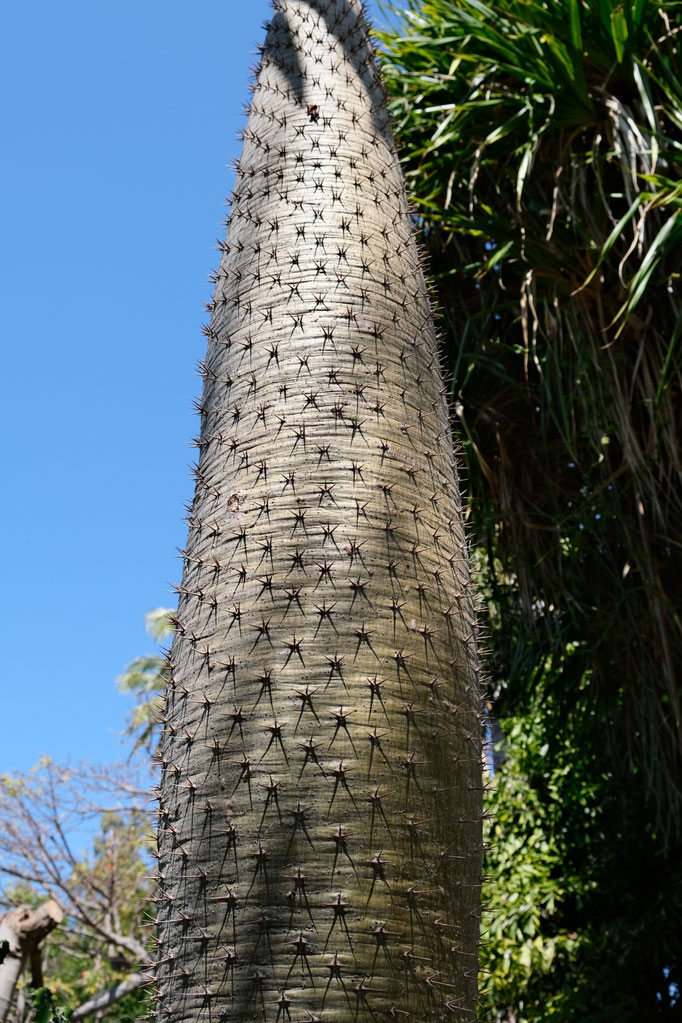 Palmier de Madagascar (Pachipodium lamerei) au Jardin d'Eden à Saint-Gilles, La Réunion