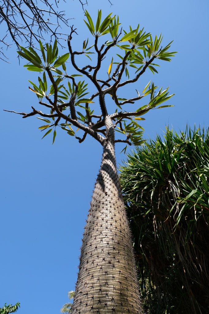 Palmier de Madagascar (Pachipodium lamerei) au Jardin d'Eden à Saint-Gilles, La Réunion