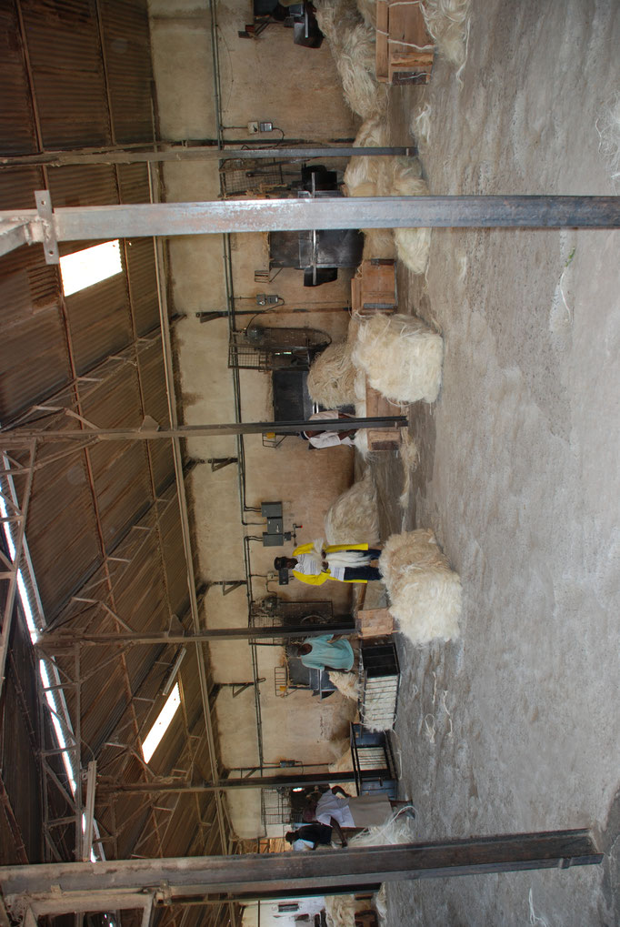 Sisal Plantage mit Fabrik zur Sisal Verarbeitung