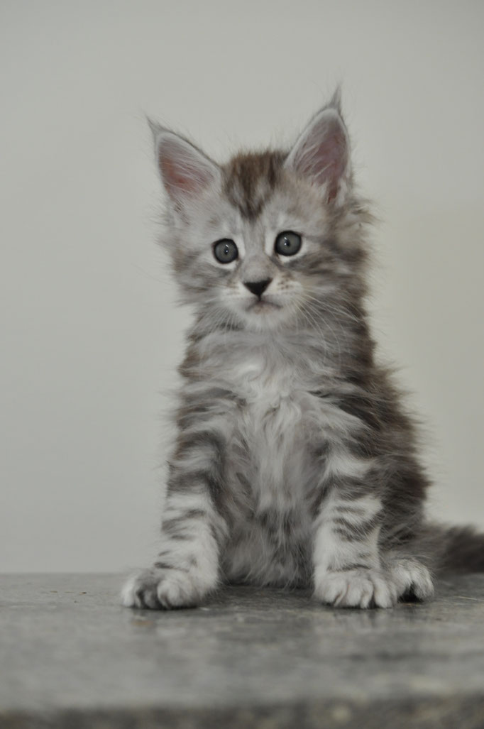 maine coon kittens for sale