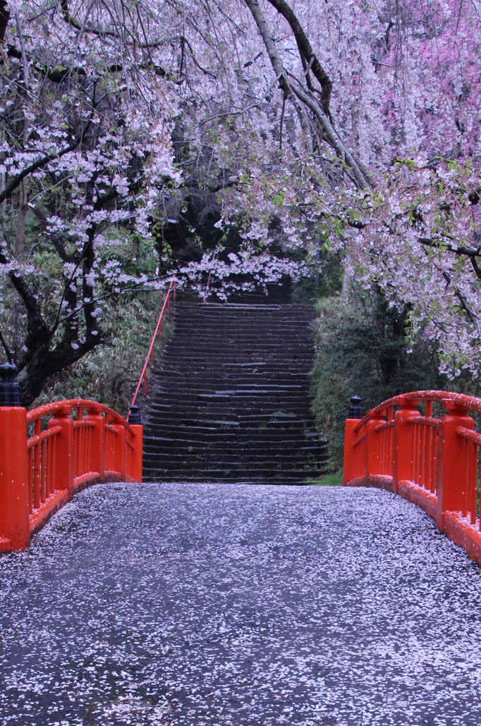 一慧　薄紅色のじゅうたん