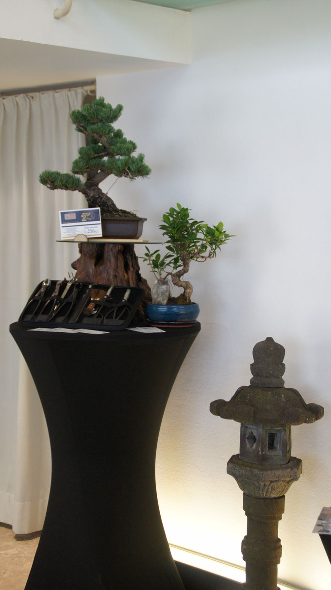 Aktuelles/Bonsai aus unserem Sortiment bonsaiwiens JimdoPage!