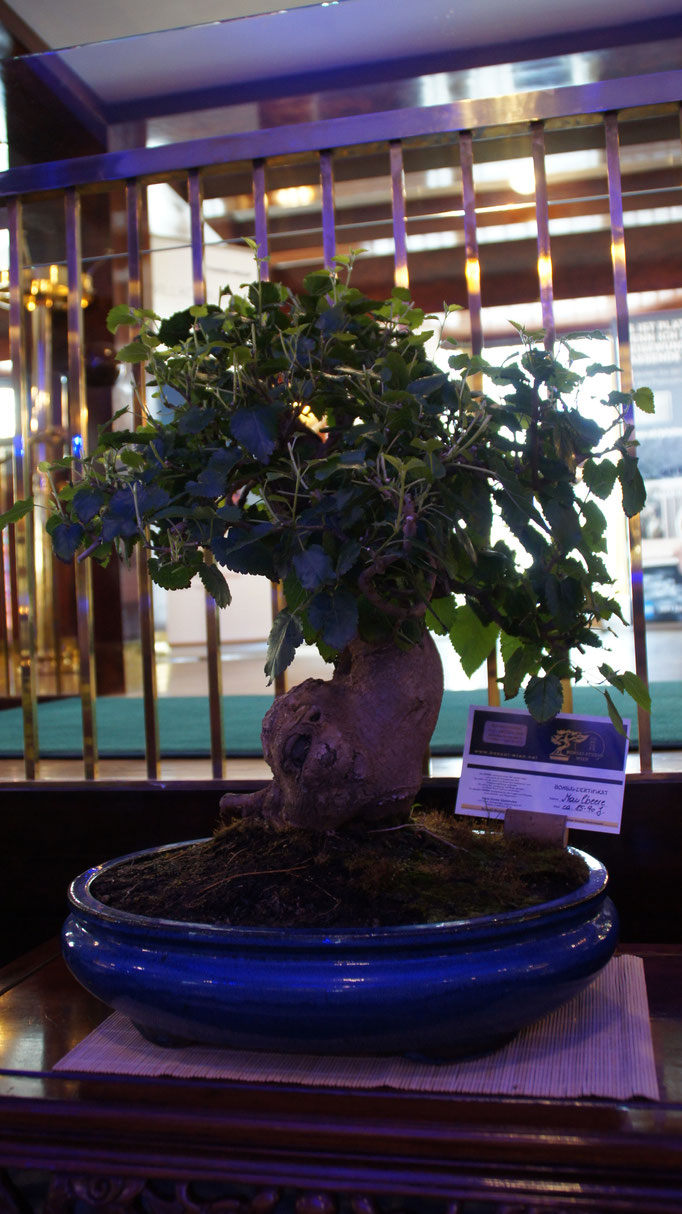 Aktuelles/Bonsai aus unserem Sortiment bonsaiwiens JimdoPage!