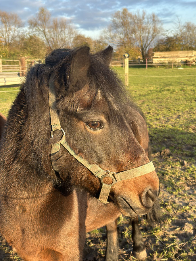 Bild von Pony "Felix"