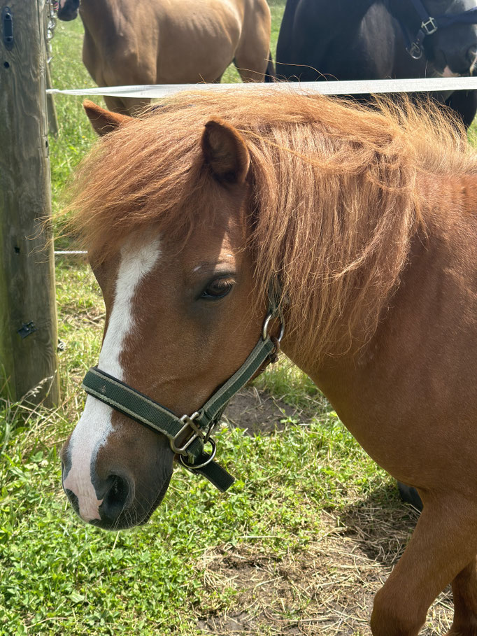 Bild von Pony "Elsa"