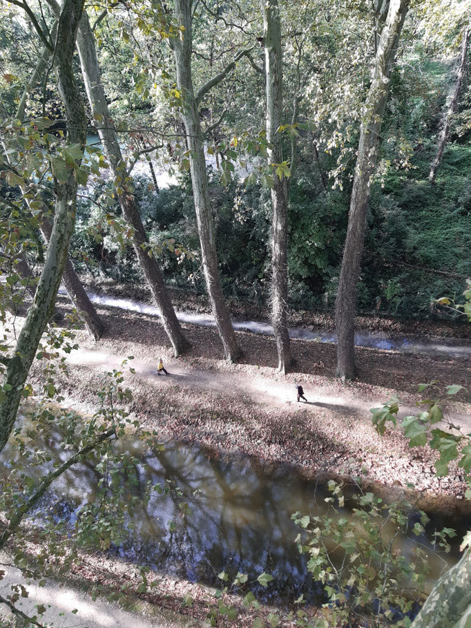 CHESNET ELAGAGE - Elagage du bois mort sur platanes de 45 mètres - MEHUN SUR YEVRE (18)