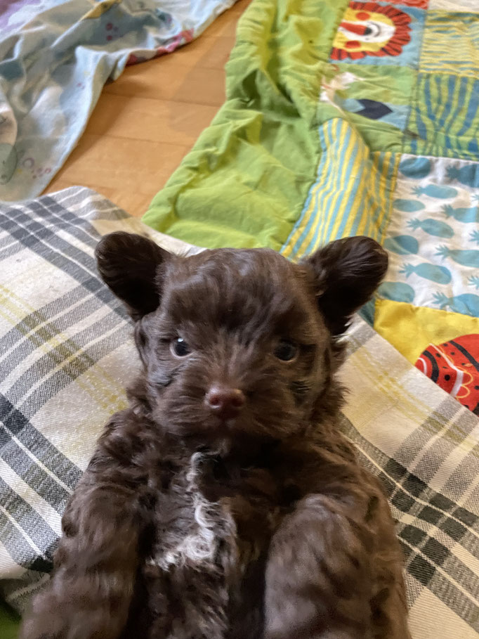 ... ein kleiner "Gremlin" ... 5W