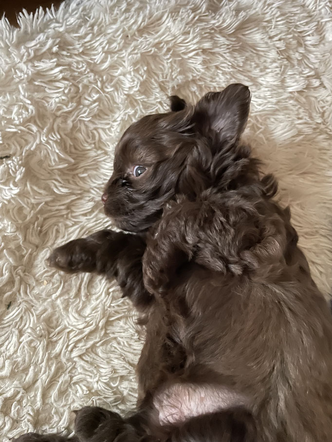 ... das ist ja soooooo anstrengend ... 5W