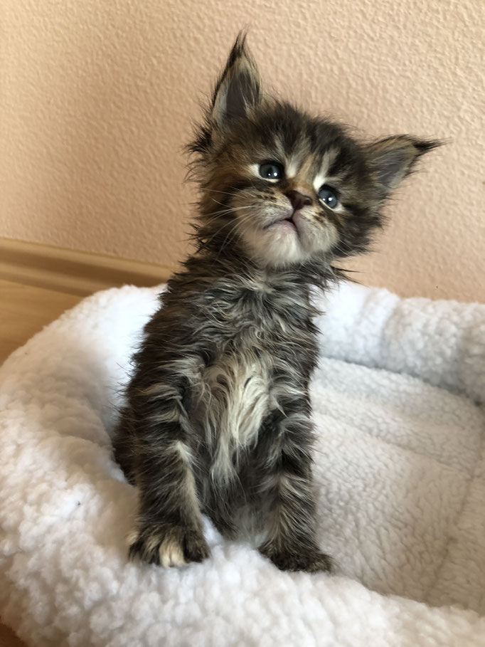 7 Black silver tortie