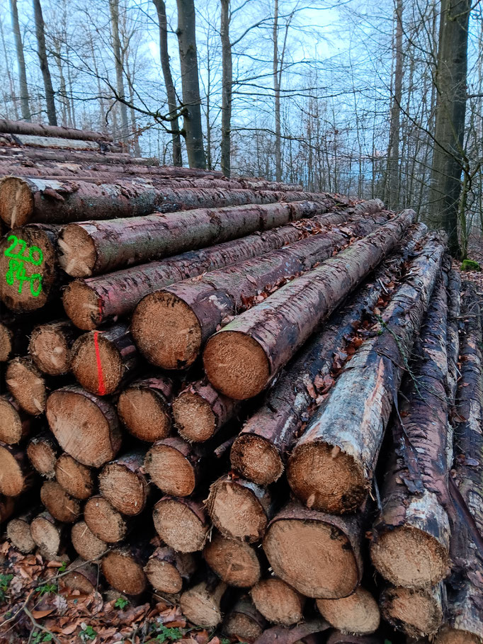 Stammware Nadelholz Buche Birke Eiche kaufen