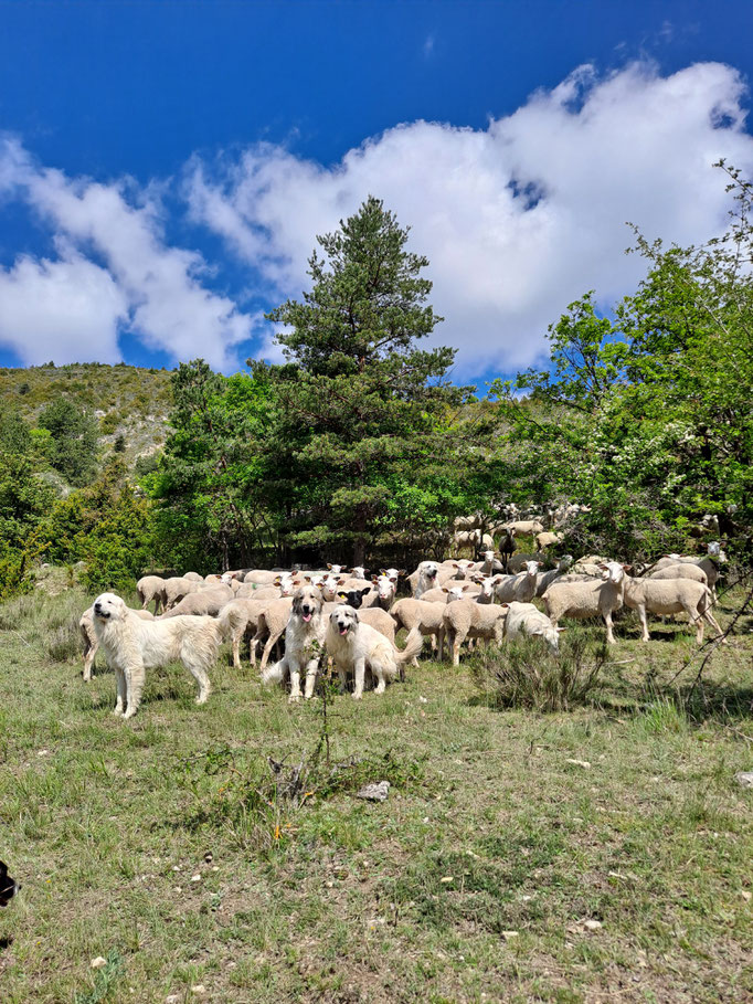 Brebis Romane en estive dans la Drome