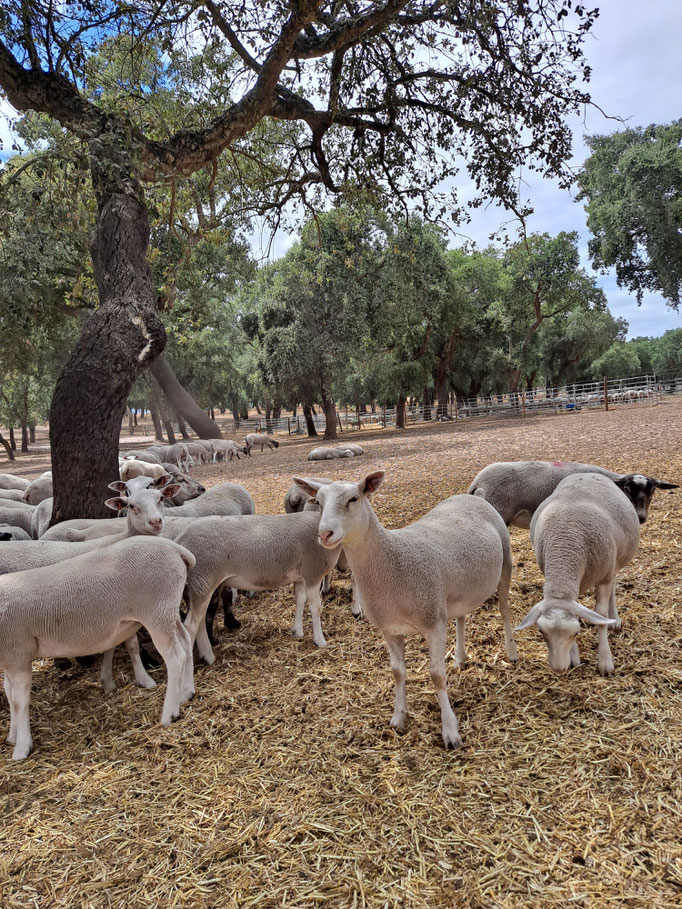 Agnelles Romanes au Portugal