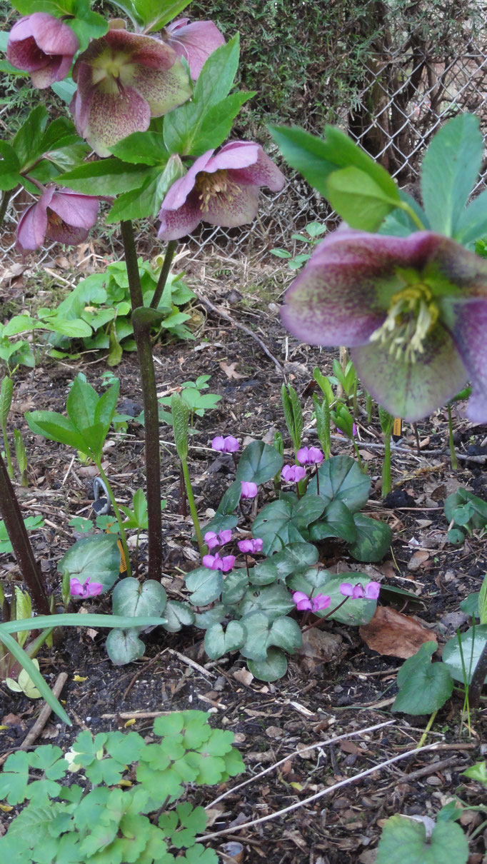 Cyclamen coum met Helleborus