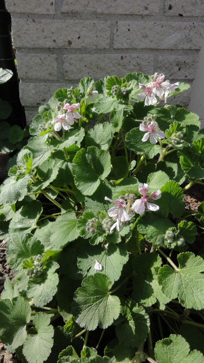 Erodium pelargonifolium