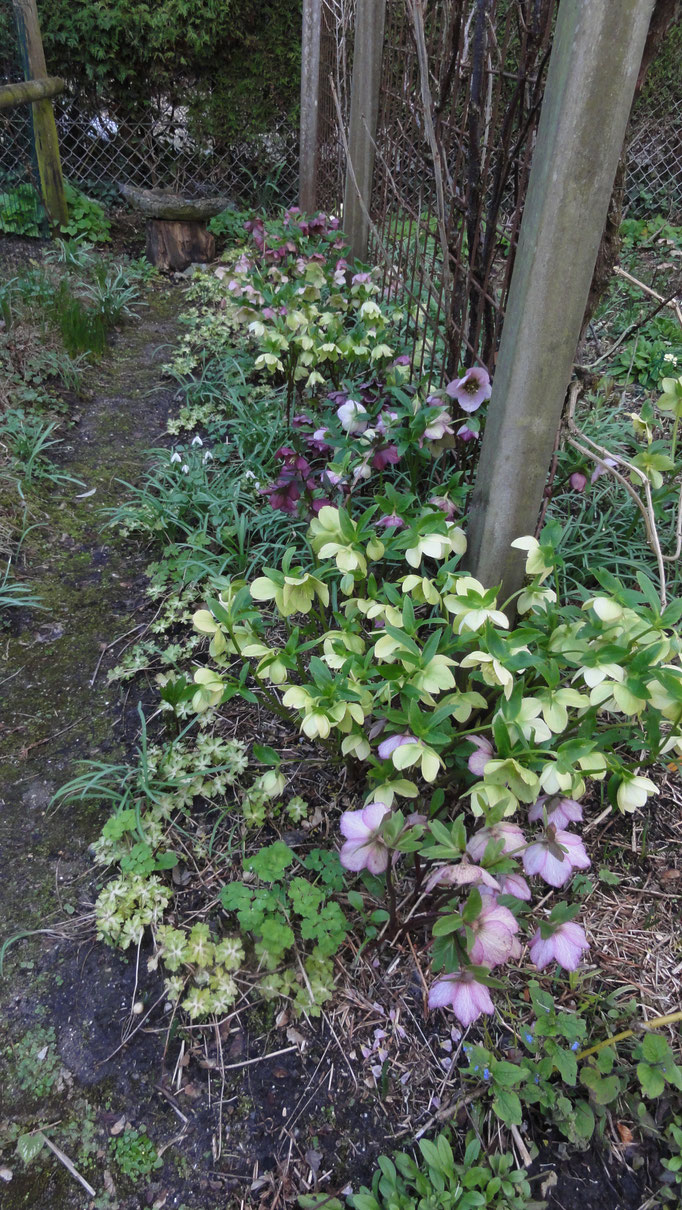 Helleboruslaantje