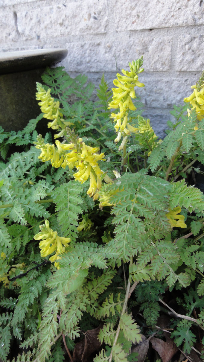 Corydalis cheilanthifolia