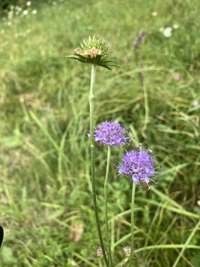 Teufelsabbiss