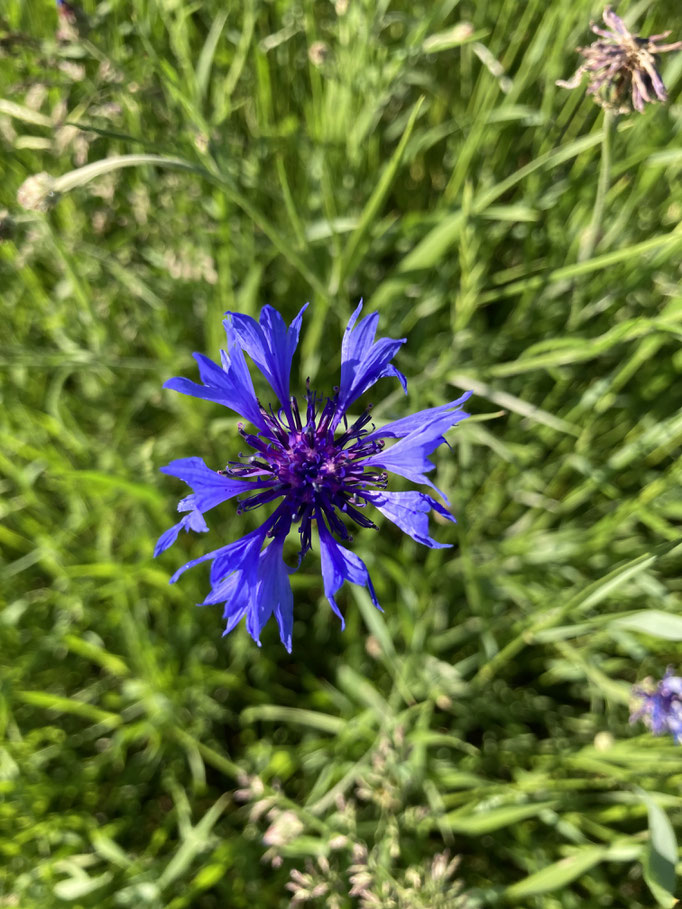 Kornblume