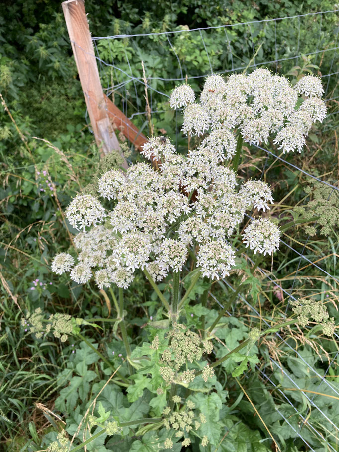 Wiesen-Bärenklau