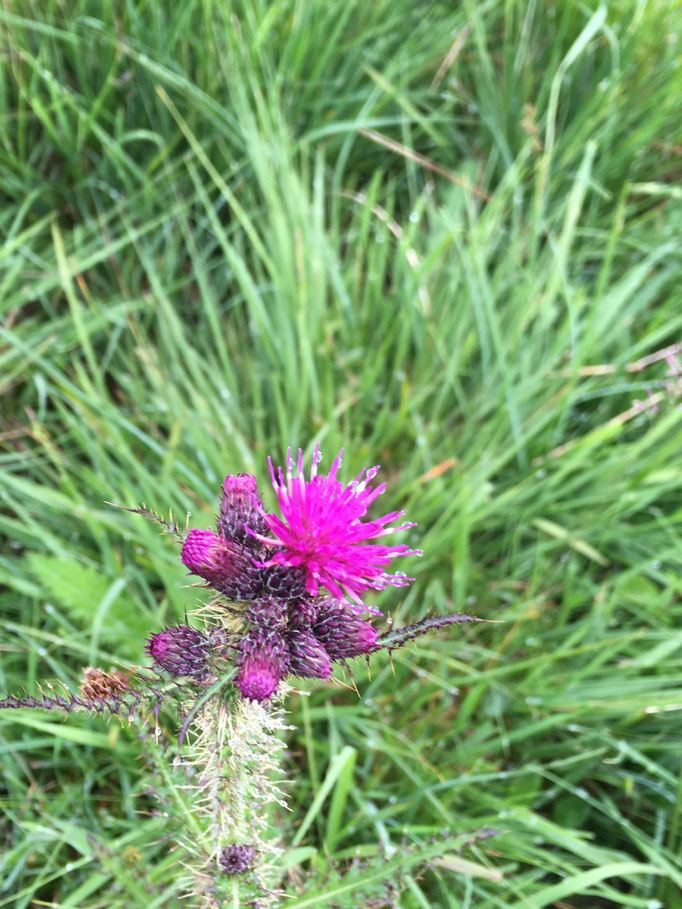 Eine leuchtende Distelblüte auf Mull