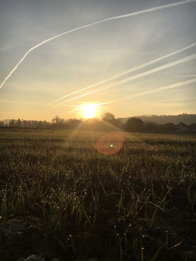 Weizenfeld in der Morgendämmerung 2017