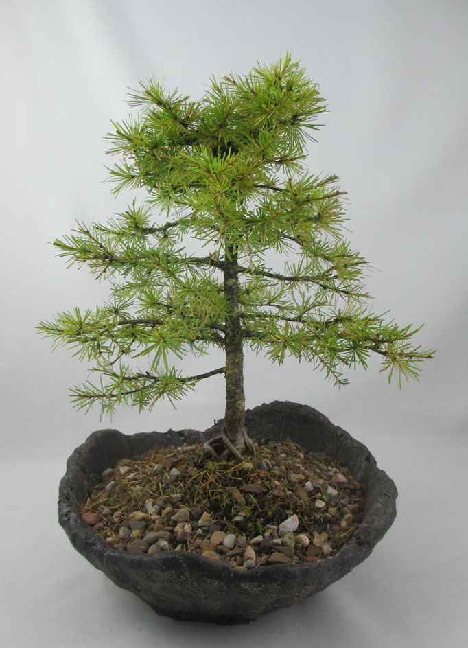 Bonsai Larix decidua Europäische Lärche