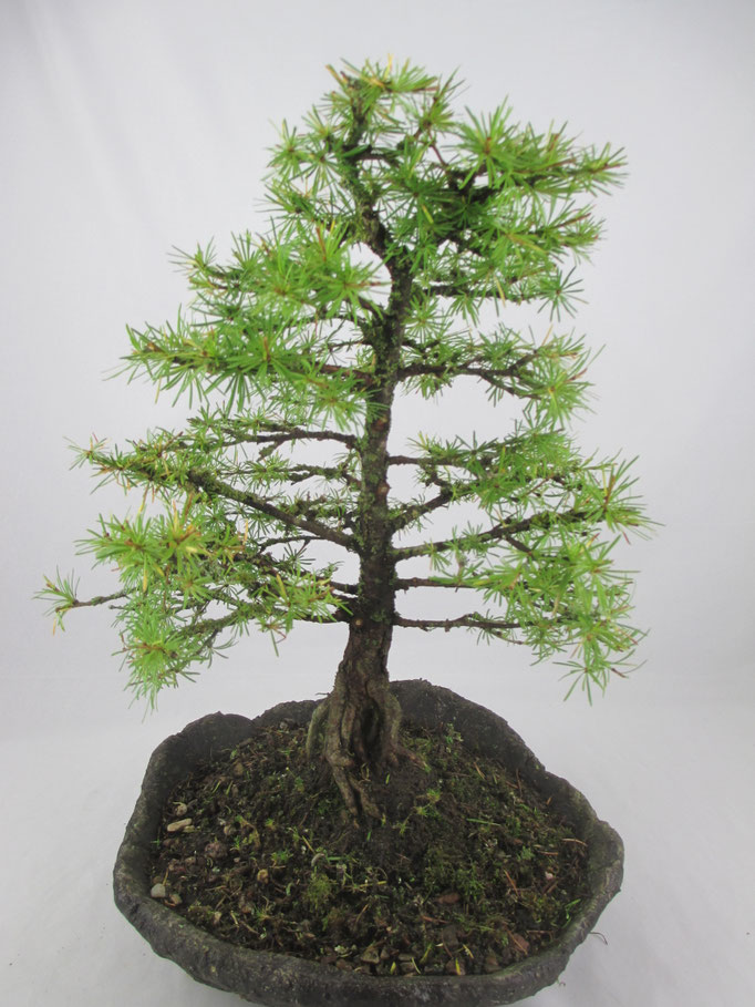 Bonsai Larix decidua Europäische Lärche 228,-