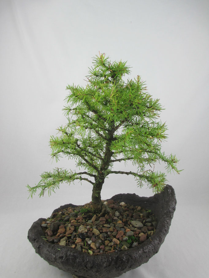 Bonsai Larix decidua Europäische Lärche 188,-