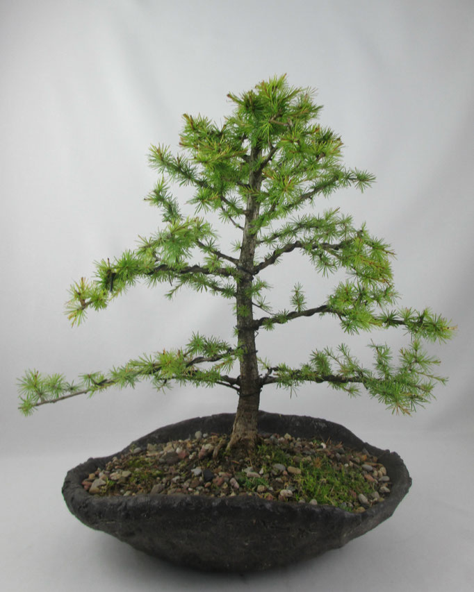 Bonsai Larix decidua Europäische Lärche