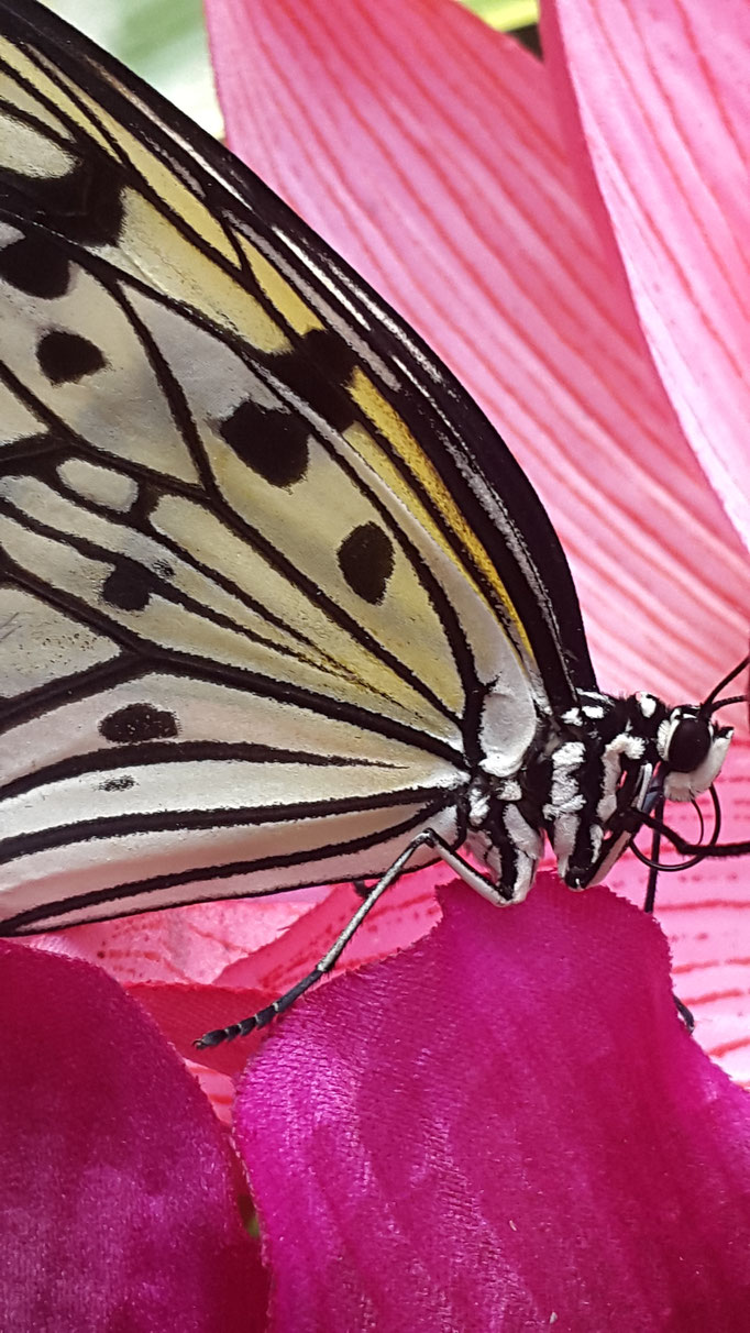 Nahaufnahme von einen Schmetterling