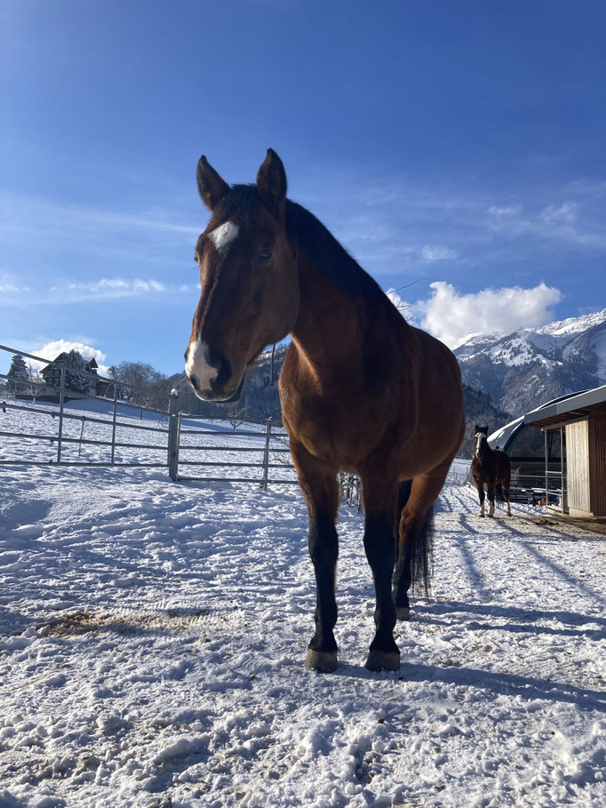 Mister Orain de Lully 29.04.2002 Warmblut