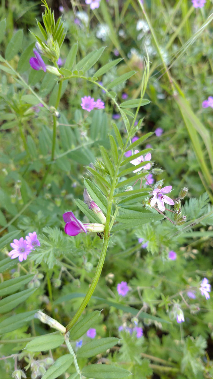 Reiherschnabel und Wicke