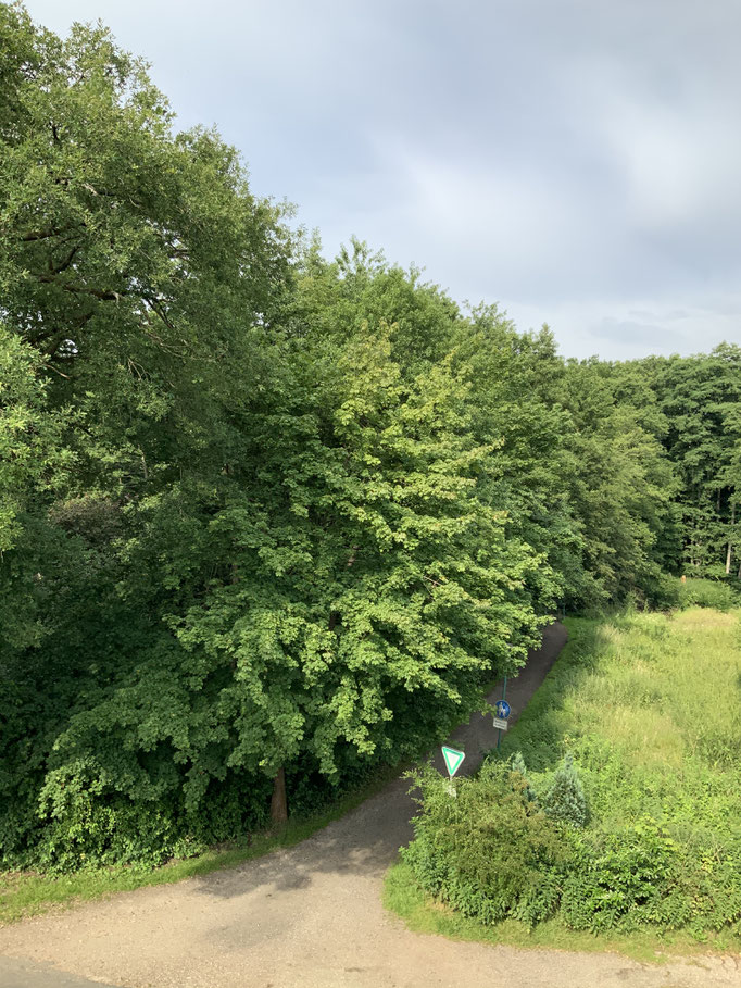 The view though! There is a small lake and a river behind the trees.