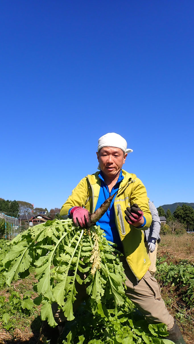 ダイコン（固定種・内木源助）