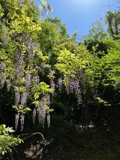 見事な藤の花が一面に。