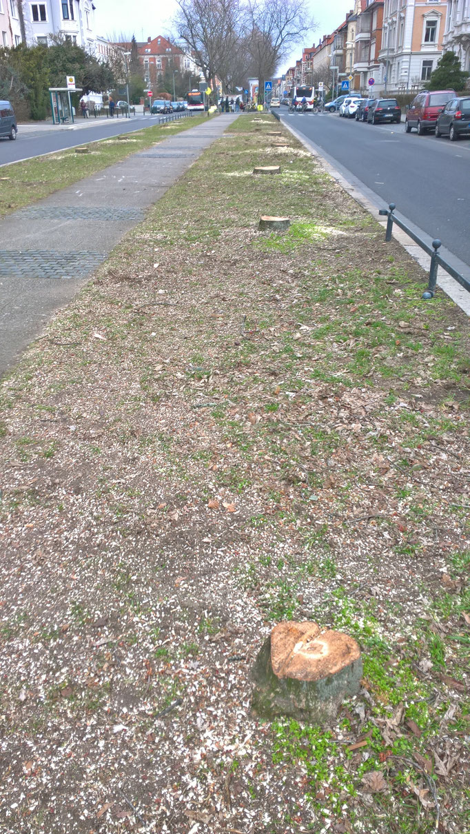 Jasper"allee" ohne Bäume.