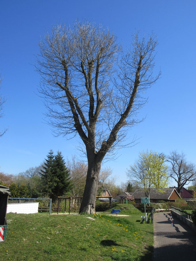 Baum radikal beschnitten, schlägt wieder aus