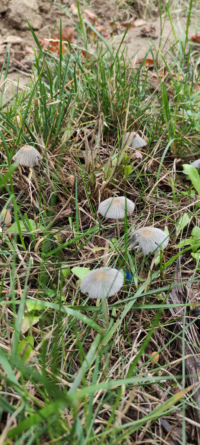 ...und bei feuchtem Wetter fühlen sich auch Pilze sehr wohl. 