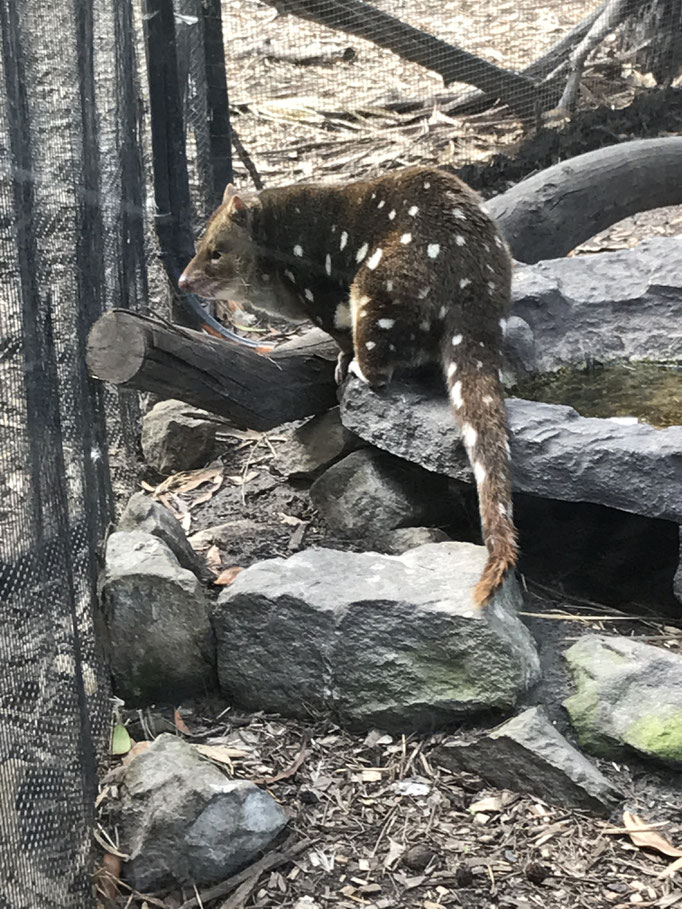 Tüpfelbeutelmarder