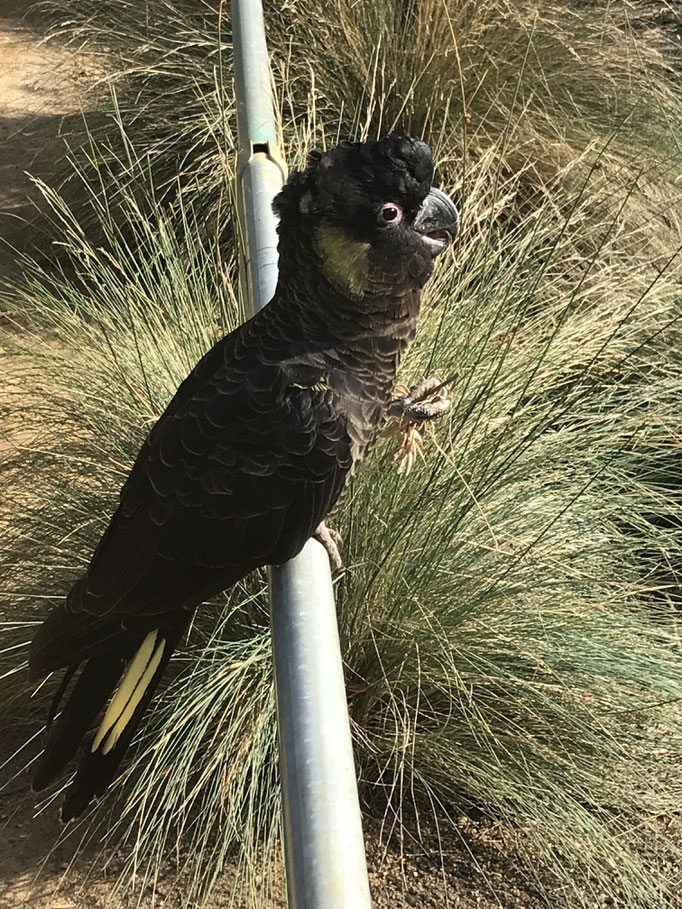 Yellow tailled Black Cockatoo