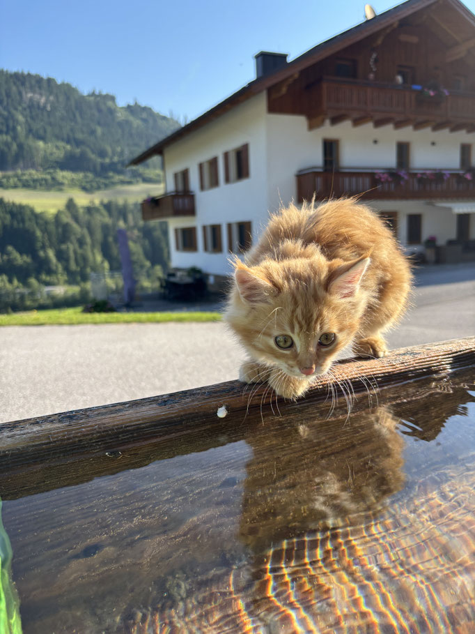 Katze