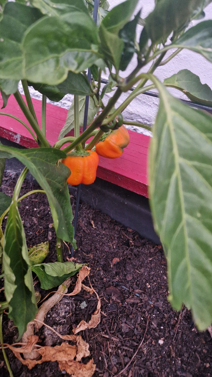 Orange (reife) Snackpaprika im Garten