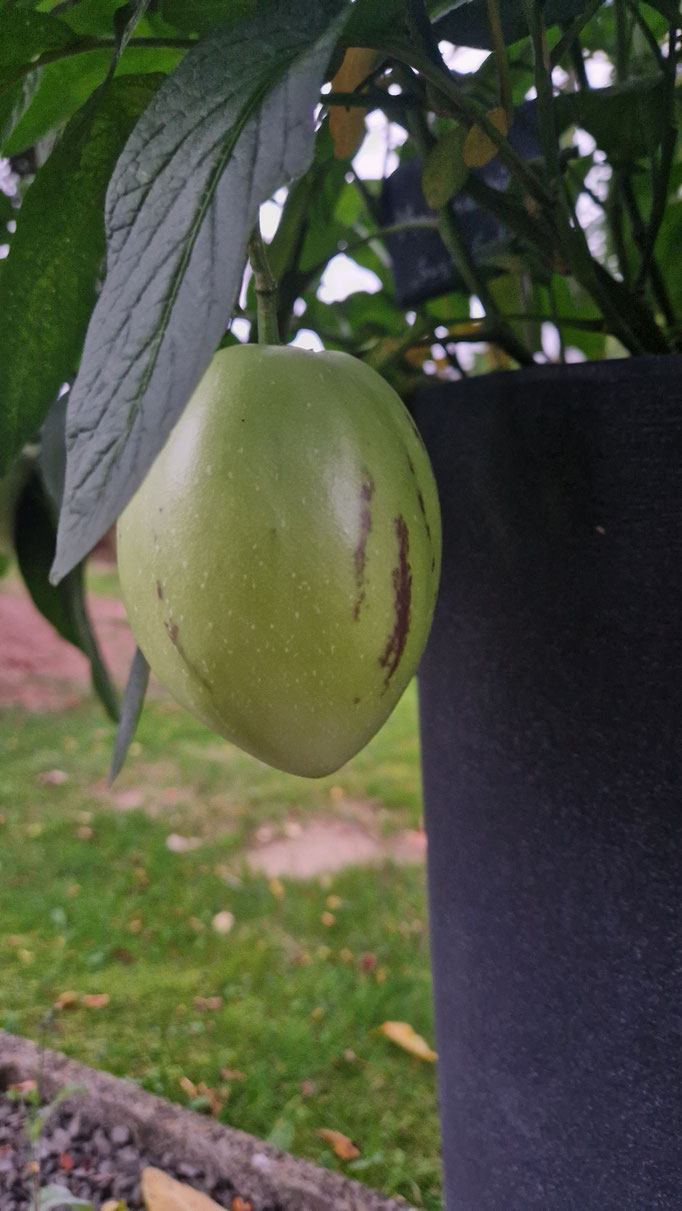 Melonenbirne (unreif) Hat die Größe einer Birne, schmeckt aber nach Honigmelone
