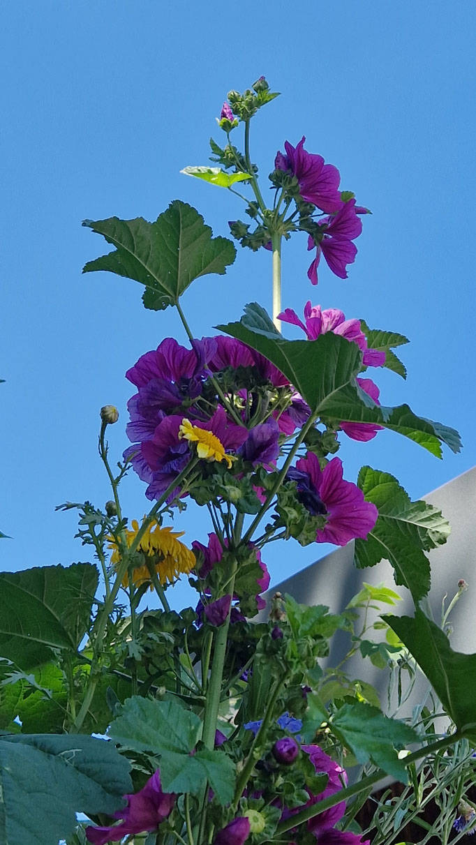 Essbare Blumen im Garten