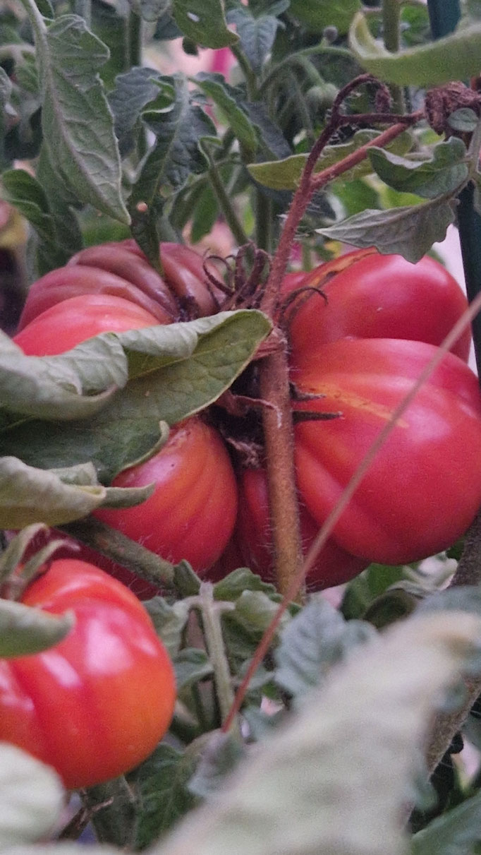 Rote (reife) Reisetomate im Garten