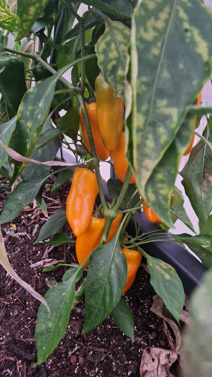 Gelbe (reife) Snackpaprika im Garten
