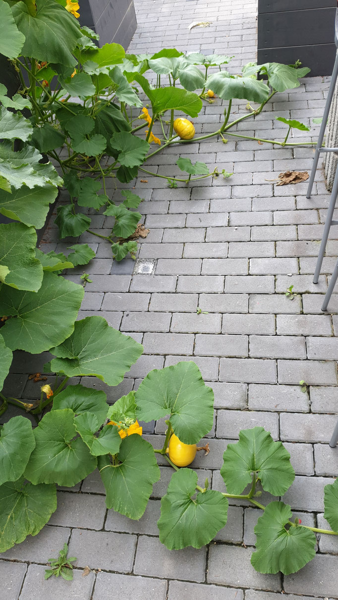 Die Kürbisse ranken weit