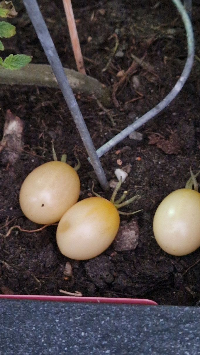 Weiße (reife) Cocktailtomaten