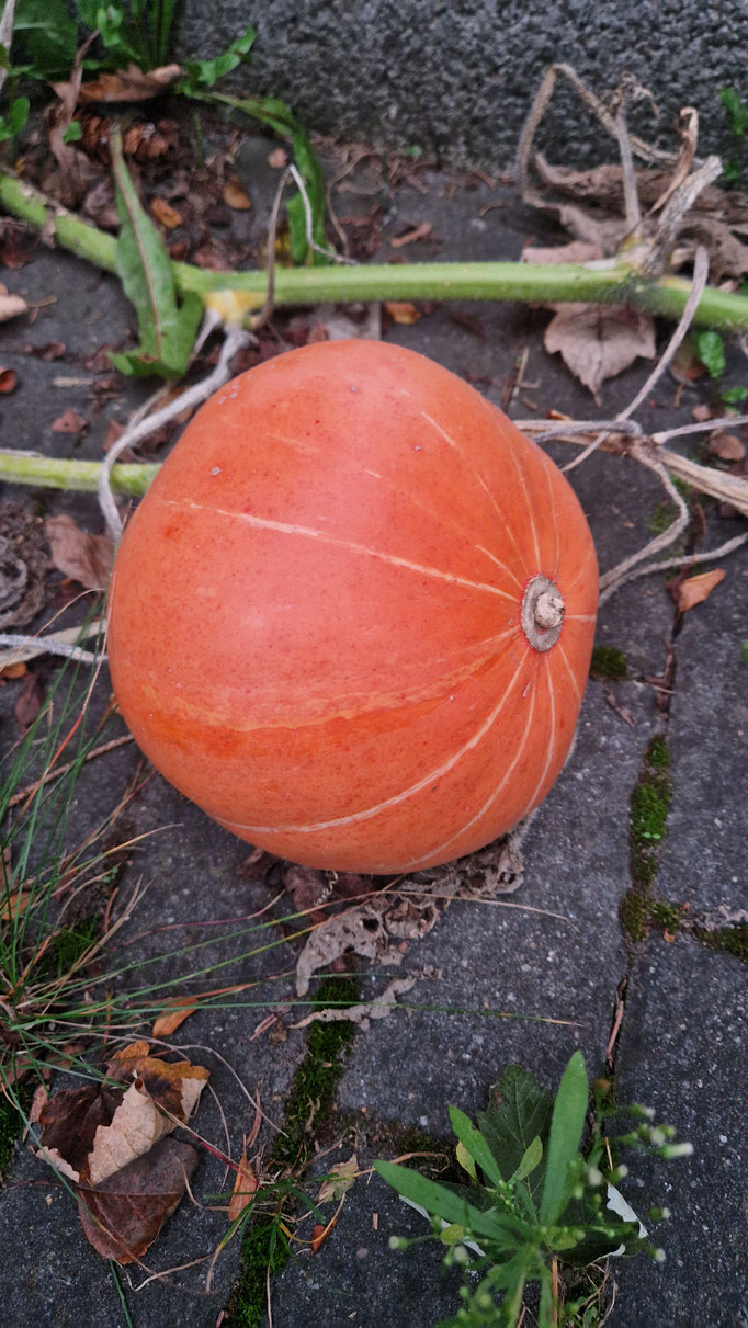 Der Gigantokürbis, aber hier noch klein (Ausgewachsen erreicht er bis zu 450 kg)